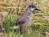 Nucifraga caryocatactes 12, Notenkraker, Saxifraga-Bart Vastenhouw