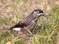 Nucifraga caryocatactes 18, Notenkraker, Saxifraga-Bart Vastenhouw