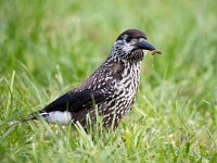 Nucifraga caryocatactes 21, Notenkraker, Saxifraga-Bart Vastenhouw