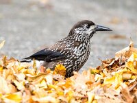 Nucifraga caryocatactes 23, Notenkraker, Saxifraga-Bart Vastenhouw