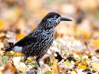 Nucifraga caryocatactes 25, Notenkraker, Saxifraga-Bart Vastenhouw