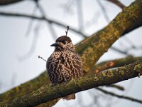 Nucifraga caryocatactes 36, Notenkraker, Saxifraga-Hans Dekker