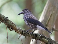 Nucifraga caryocatactes 4, Notenkraker, Saxifraga-Martin Mollet