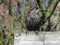 Nucifraga caryocatactes 44, Notenkraker, Saxifraga-Henk Sierdsema