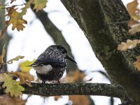 Nucifraga caryocatactes 52, Notenkraker, adult, Saxifraga-Theo Verstrael