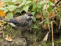 Nucifraga caryocatactes 54, Notenkraker, adult, Saxifraga-Theo Verstrael