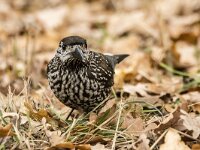 Nucifraga caryocatactes 55, Notenkraker, adult, Saxifraga-Theo Verstrael