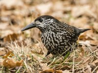 Nucifraga caryocatactes 56, Notenkraker, adult, Saxifraga-Theo Verstrael