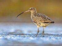 Eurasian curlew wading in tidal marsh waddensea  Eurasian curlew or common curlew (Numenius arquata) stilt bird wading is shallow water of waddensea.Wader bird wildlife in nature scene. Netherlands : Avian, Eurasian, animal, background, beach, beak, beautiful, beauty, bill, bird, birdwatching, coast, coastal, common curlew, curlew, curlews, environment, eurasian curlew, fauna, feeding, habitat, lake, long, marsh, migratory, natural, nature, nature reserve, numenius, numenius arquata, ornithology, outdoor, plumage, scolopacidae, sea, seashore, shore, shorebird, stilt, tidal, wader, wading, wading bird, walk, water, wetland, wild, wildlife
