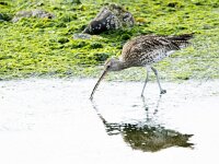 Numenius arquata 103, Wulp, adult, Saxifraga-Theo Verstrael