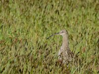 Numenius arquata 111, Wulp, adult, Saxifraga-Theo Verstrael