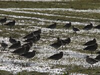 Numenius arquata 114, Wulp, adult, Saxifraga-Theo Verstrael