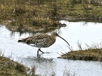 Numenius arquata 20, Wulp, Saxifraga-Piet Munsterman