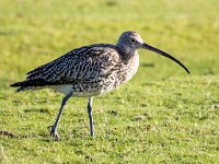 Numenius arquata 83, Wulp, Saxifraga-Bart Vastenhouw