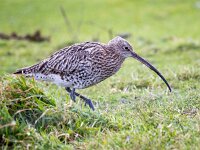 Numenius arquata 85, Wulp, Saxifraga-Bart Vastenhouw