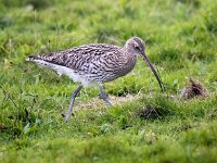 Numenius arquata 87, Wulp, Saxifraga-Bart Vastenhouw