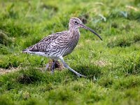 Numenius arquata 88, Wulp, Saxifraga-Bart Vastenhouw