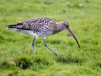 Numenius arquata 89, Wulp, Saxifraga-Bart Vastenhouw