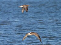 Numenius arquata 96, Wulp, Saxifraga-Tom Heijnen