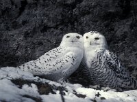 Nyctea scandiaca 4, Sneeuwuil, Saxifraga-Arie de Knijff