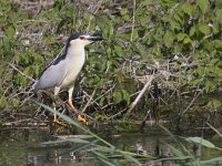 Nycticorax nycticorax 21, Kwak, Saxifraga-Mark Zekhuis