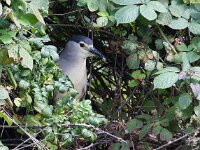 Nycticorax nycticorax 26, Kwak, Saxifraga-Bart Vastenhouw