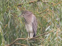 Nycticorax nycticorax 3, Kwak, Saxifraga-Luc Hoogenstein