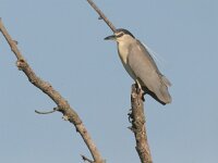 Nycticorax nycticorax 4, Kwak, Saxifraga-Luc Hoogenstein