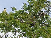 Nycticorax nycticorax 45, Kwak, Saxifraga-Hans Grotenhuis