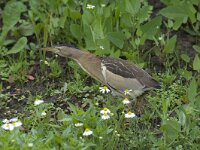 Nycticorax nycticorax 6, Kwak, female, Saxifraga-Piet Munsterman