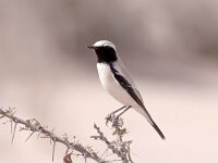 Oenanthe deserti 11, Woestijntapuit, Saxifraga-Bart Vastenhouw