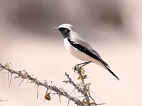 Oenanthe deserti 13, Woestijntapuit, Saxifraga-Bart Vastenhouw