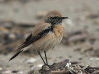 Oenanthe deserti 2, Woestijntapuit, Saxifraga-Luc Hoogenstein