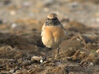 Oenanthe deserti 5, Woestijntapuit, Saxifraga-Luc Hoogenstein