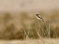Oenanthe deserti 6, Woestijntapuit, Saxifraga-Mark Zekhuis