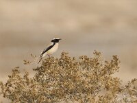 Oenanthe deserti 7, Woestijntapuit, Saxifraga-Mark Zekhuis