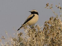 Oenanthe deserti 8, Woestijntapuit, Saxifraga-Mark Zekhuis