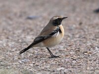 Oenanthe deserti 9, Woestijntapuit, Saxifraga-Peter Meininger