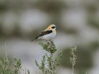 Oenanthe hispanica 11, Westelijke blonde tapuit, Saxifraga-Bart Heijne