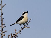 Oenanthe hispanica 3, Westelijke blonde tapuit, Saxifraga-Piet Munsterman
