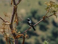Oenanthe melanoleuca 5, Oostelijke blonde tapuit, adult, male, Saxifraga-Theo Verstrael
