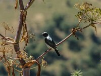 Oenanthe melanoleuca 6, Oostelijke blonde tapuit, adult, male, Saxifraga-Theo Verstrael