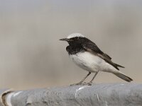 Oenanthe monacha 2, Monnikstapuit, Saxifraga-Mark Zekhuis