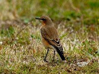 Oenanthe oenanthe 10, Tapuit, juvenile, Saxifraga-Piet Munsterman