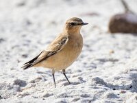 Oenanthe oenanthe 102, Tapuit, Saxifraga-Bart Vastenhouw