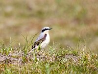 Oenanthe oenanthe 103, Tapuit, Saxifraga-Bart Vastenhouw