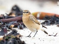 Oenanthe oenanthe 107, Tapuit, Saxifraga-Bart Vastenhouw