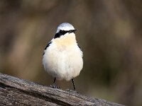 Oenanthe oenanthe 108, Tapuit, Saxifraga-Bart Vastenhouw