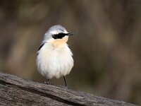 Oenanthe oenanthe 109, Tapuit, Saxifraga-Bart Vastenhouw