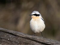 Oenanthe oenanthe 110, Tapuit, Saxifraga-Bart Vastenhouw